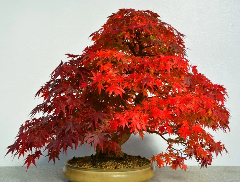 40 Red Maple Bonsai Tree Seeds - Acer rubrum - USA Made, Ships from Iowa