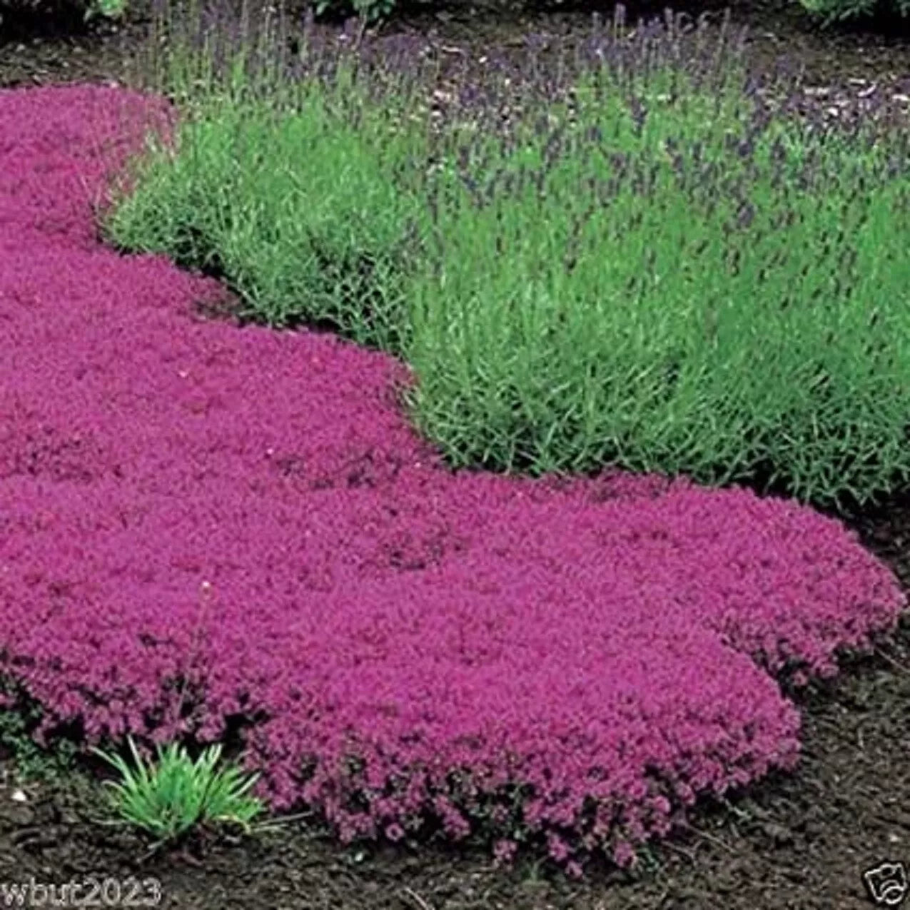 Creeping Thyme Seeds - 500 Count - Magic Carpet - Perennial Ground Cover - Thymus serpyllum
