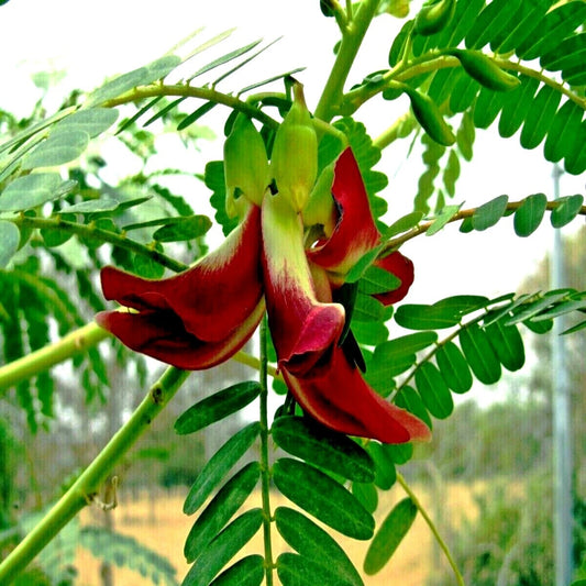 20 Hummingbird Tree Seeds - Agati Flower Plant - Sesbania grandiflora - Fast Growing RARE Variety