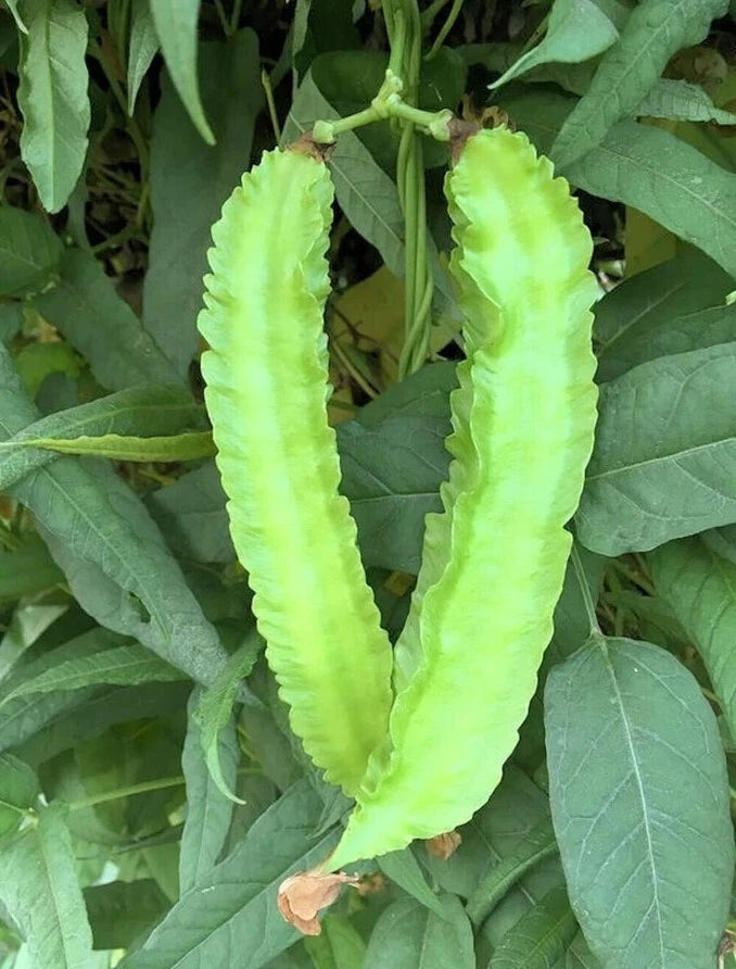 Winged Bean Plants Set - 4" Pot, 5" Tall, Psophocarpus tetragonolobus, Live Vegetable, Tropical Legume, High-Protein Edible Pods