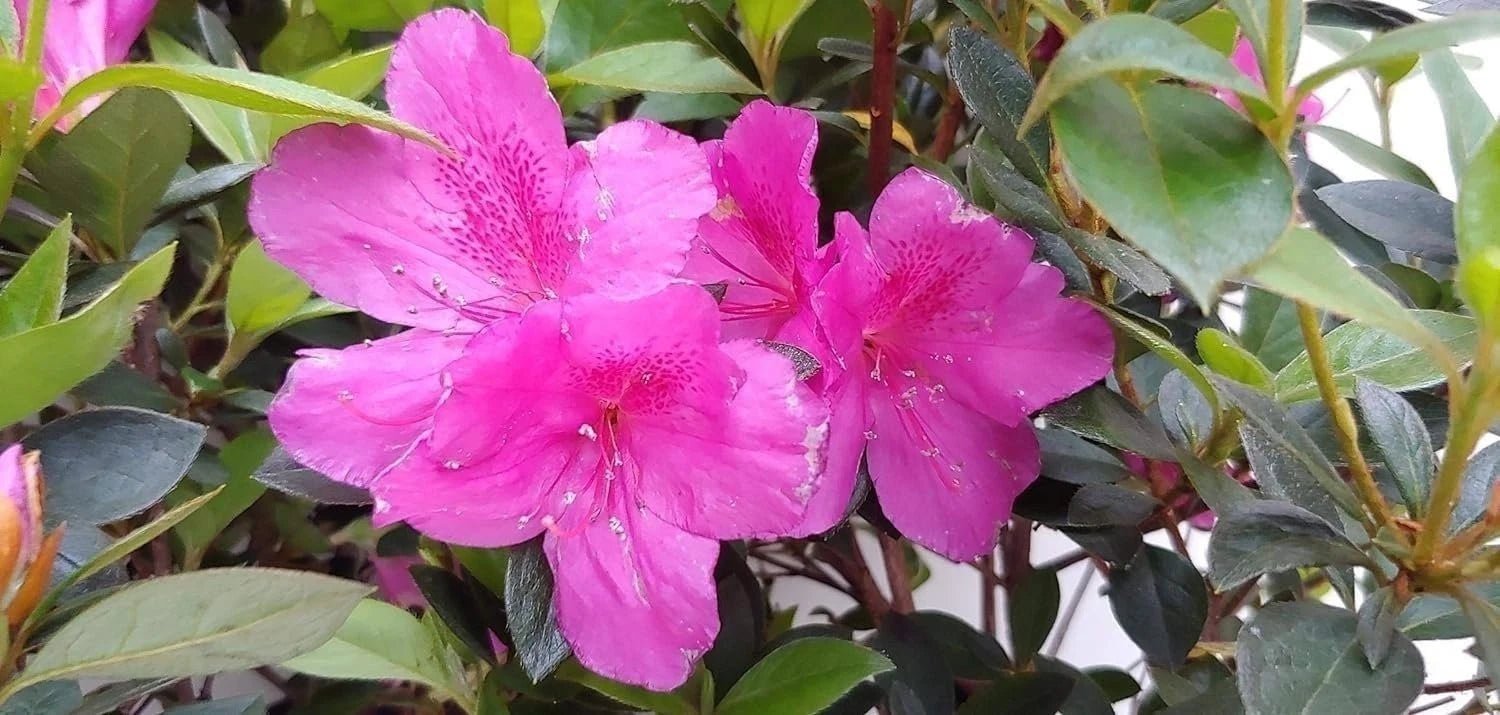 Azalea Shrub 3 Inch Pot Purple Formosa Flower Rhododendron obtusum