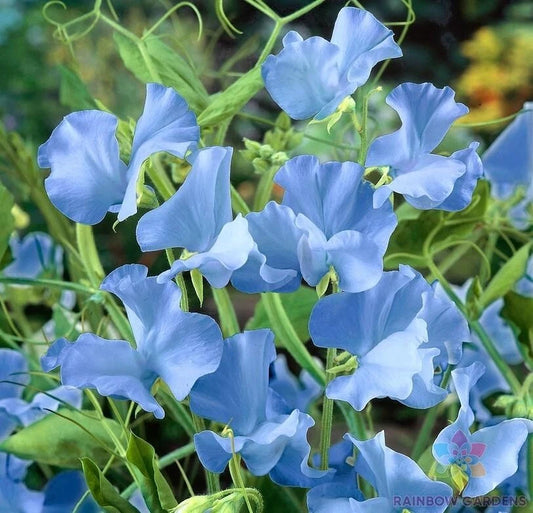 Cheshire Blue Sweet Pea Seeds - 50+ Pack - Perfect for Garden Planting - Lathyrus odoratus