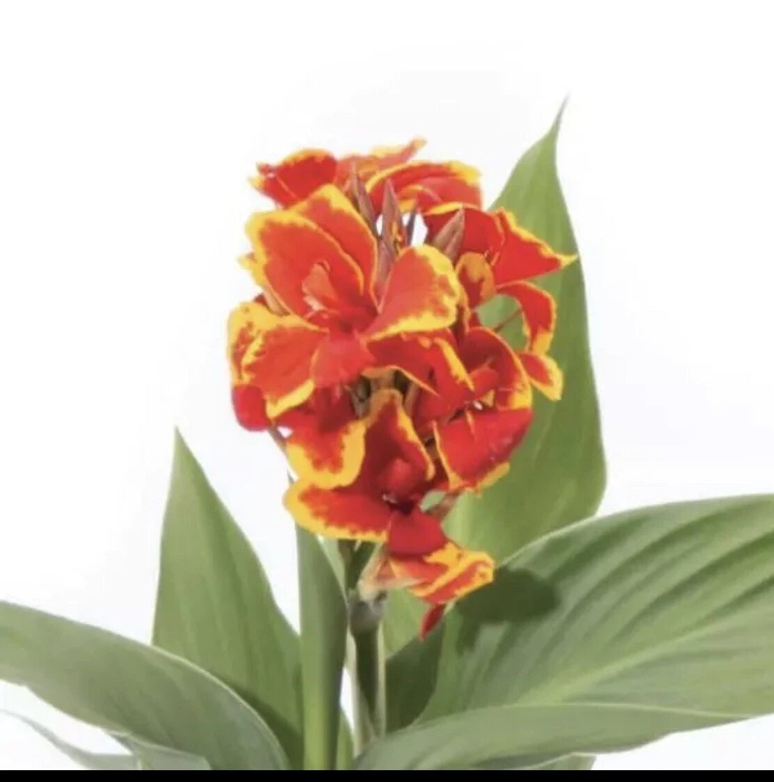 Canna Cannova Red Gold Flame Live Plant Plugs - Tropical Perennial Garden Planters