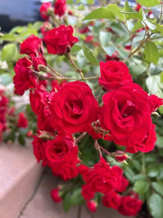 Flower Carpet Scarlet Rose Shrub Cuttings - 5 Stems - Vibrant Red - Rosa 'Flower Carpet' - USA