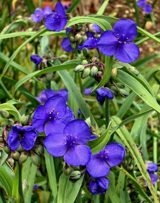 Live Spiderwort Plant - Bluejacket Variety - Tradescantia - Well-Rooted Widow Tears