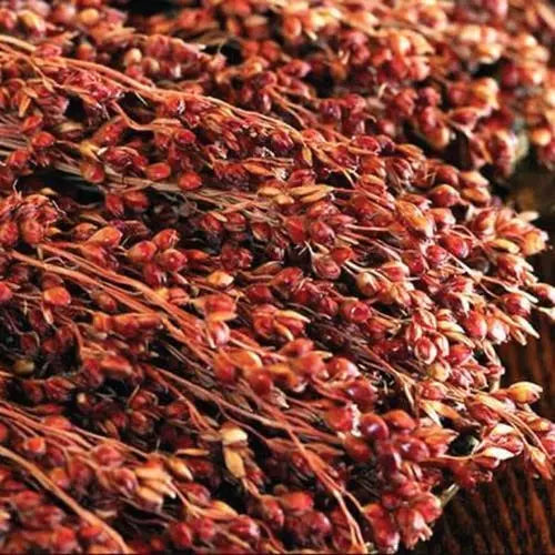 Broom Corn Seeds 50 Count - Red Variety for Planting - Sorghum bicolor