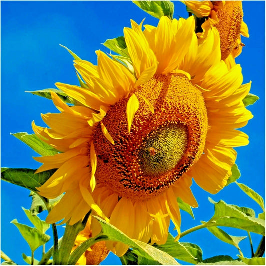 MAMMOTH Grey Stripe Sunflower Seeds - 50+ Organic Giant Native Wildflower - Easy Grow Helianthus annuus