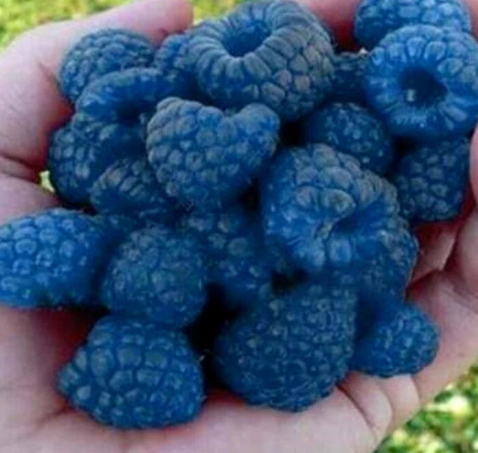 Blue Raspberry Bush Seeds - 50+ Sweet Edible Berry Fruits - Rubus idaeus - USA Seller, Free Shipping