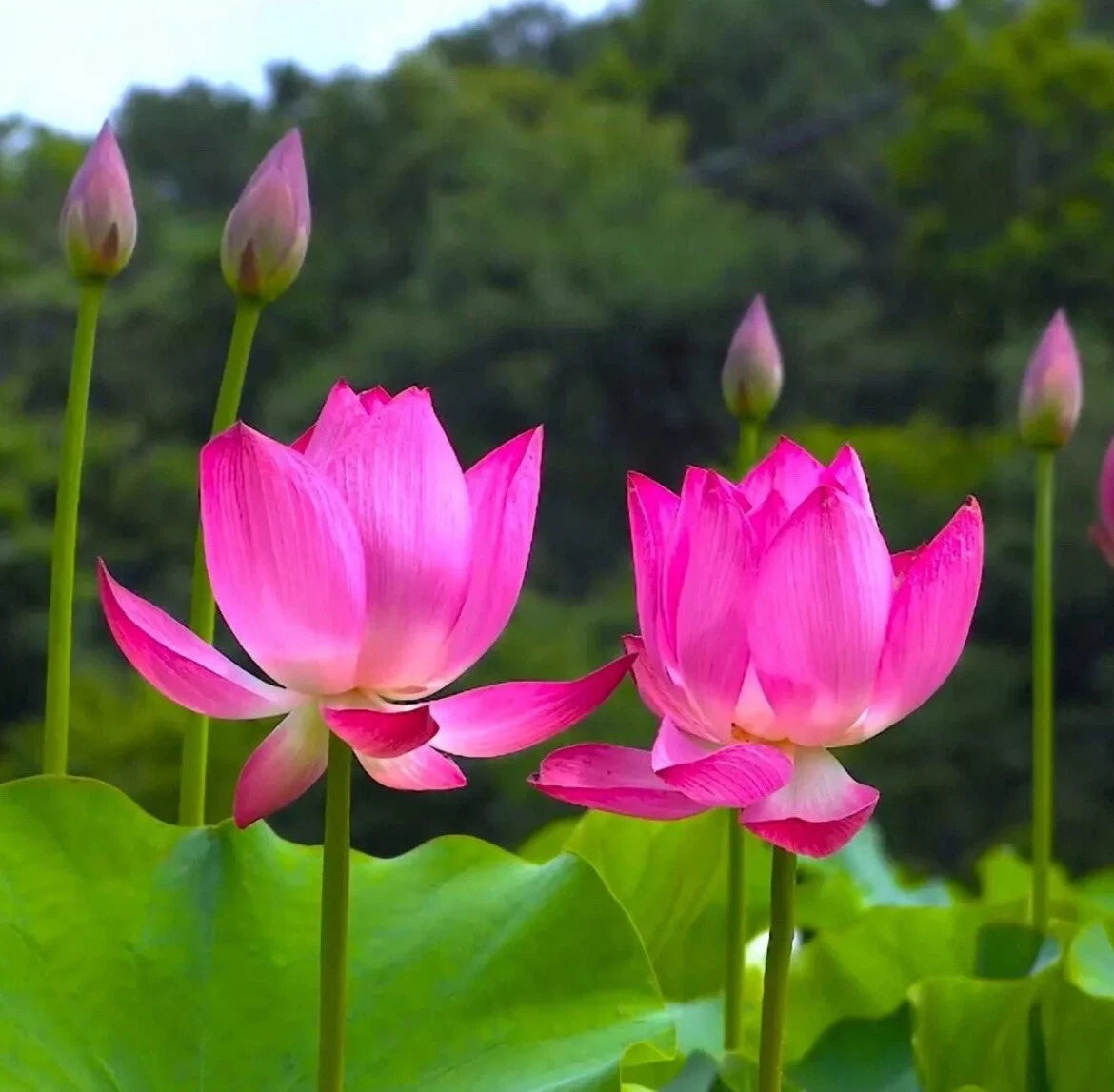 Sacred Lotus Seeds - 10 Pack Nelumbo nucifera Water Lotus - USA Grown - Free Shipping