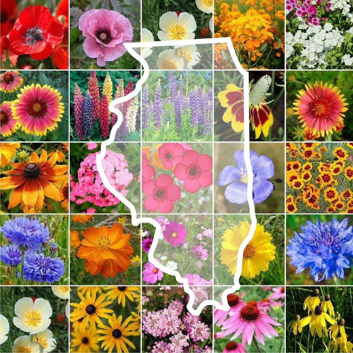 Illinois Wildflower Seed Mix - 1000 Non-GMO Perennial & Annual Seeds - Native Plants for USA Gardens
