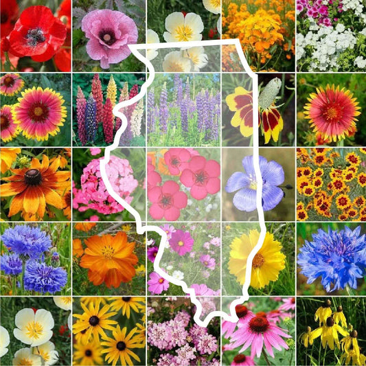 Illinois Wildflower Seed Mix - 1000 Non-GMO Perennial & Annual Seeds - Native Plants for USA Gardens