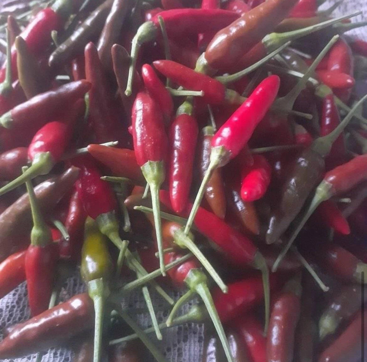 Bird's Eye Chili Pepper Seeds - 30+ Non-GMO SILING LABUYO - Hot Pepper Variety for Gardening and Cooking
