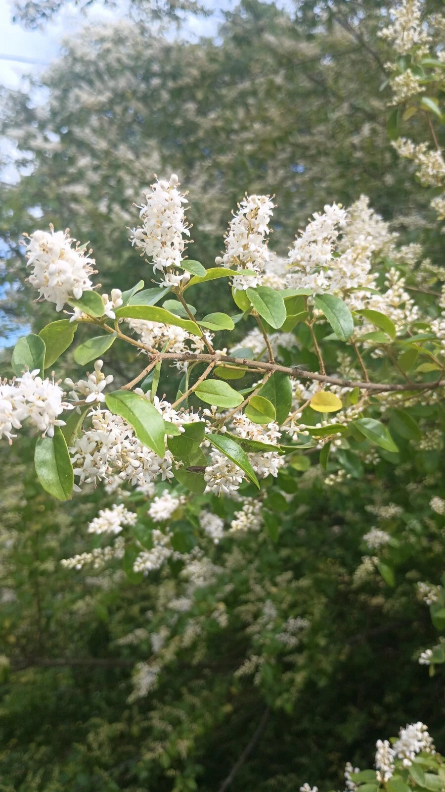 20 Unrooted Cuttings of Chinese Privet Hedge Bush, Ligustrum sinense, Fresh Green Foliage, Gardening Supplies