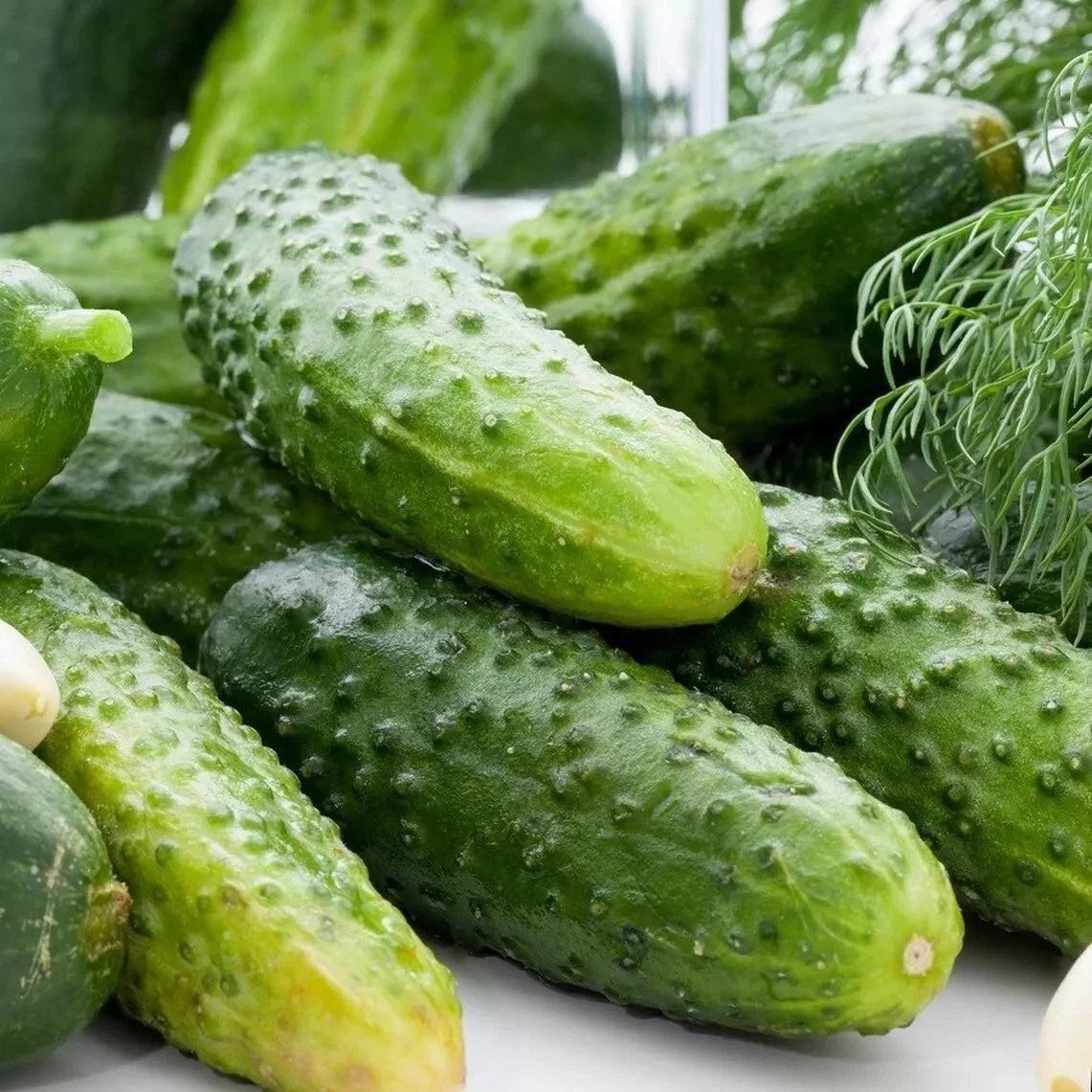 25+ Boston Pickling Cucumber Seeds - Non-GMO Heirloom - Fresh Cucumis sativus