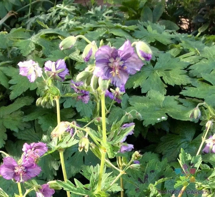 25+ Lavender Pinwheel Geranium Seeds for Garden Planting - Pelargonium x hortorum - USA Grown, Free Shipping