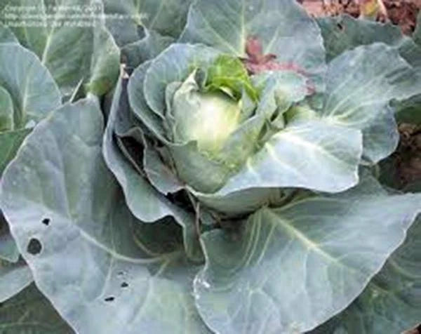 Cabbage Seeds - 500 Heirloom Non-GMO Charleston Wakefield Seeds - Organic Vegetable Gardening