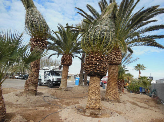 Canary Island Date Palm, 1 Yr, 13-15" Tall, Pineapple Palm, Phoenix Canariensis, 2 Plants