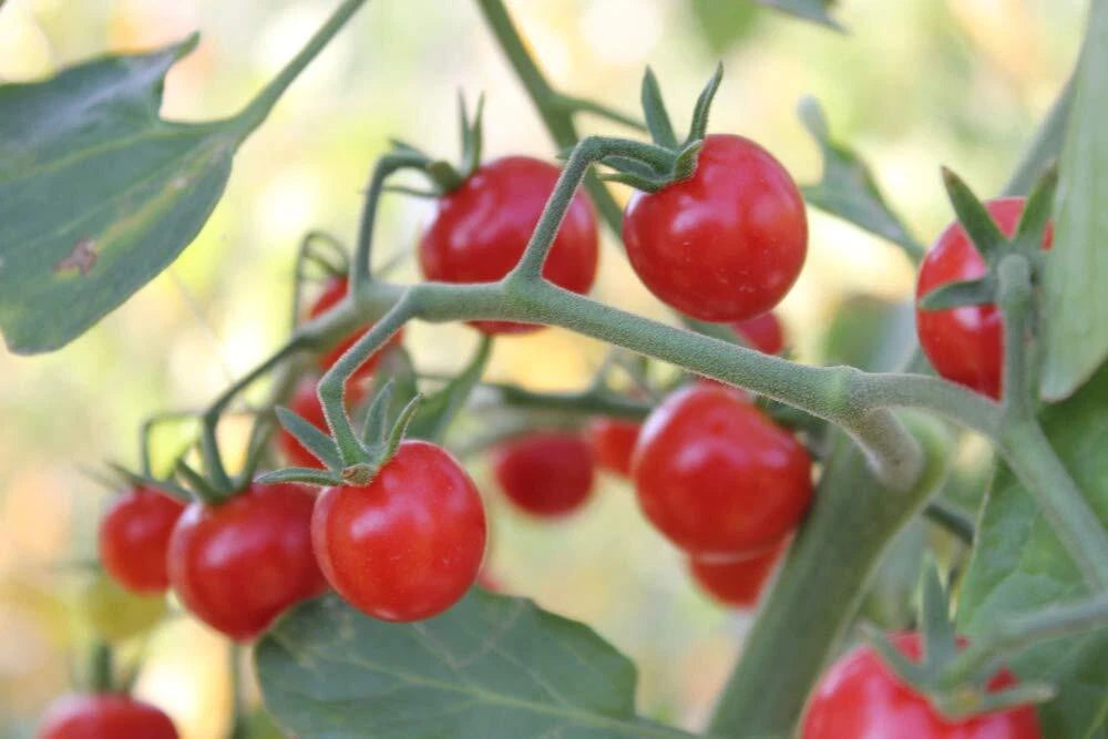 Super Sweet 100 Cherry Tomato Seeds - 100+ Seeds for Planting - Heirloom Variety - Solanum lycopersicum