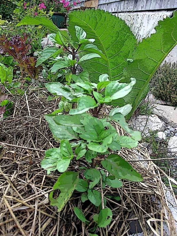 Bulk Thai Basil Seeds - 1000 Gourmet Culinary Seeds - Ocimum basilicum var. thyrsiflora