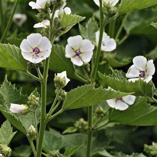 Marshmallow Seeds - 50 Count - Althaea officinalis - Herbal Plant Seeds for Gardening