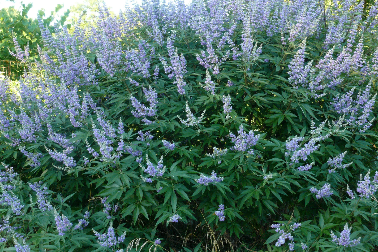 Chaste Tree Live Bare Root 20-24" Vitex agnus-castus 'Shoal Creek' Lavender Flowers Bee Friendly Full Sun Zones 6-9