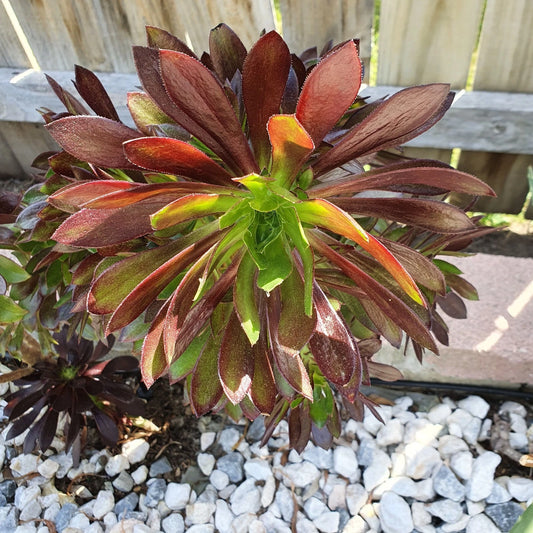 Aeonium Merlot Cuttings - 2" or 4" Pot - Purple and Green Succulents - Ideal for Indoor Gardening, Houseplant Decor
