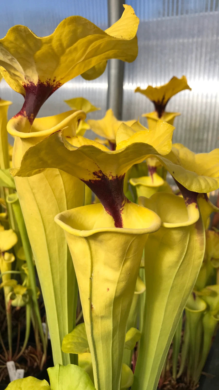 Sarracenia Seedling - 20-038 Faulisi Breeder Rubri PRT X flava Bob Hanrahan - Carnivorous Plant
