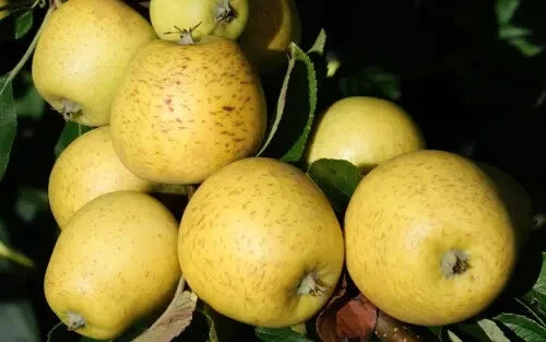 Pitmaston Pine Apple Seeds - 25+ Count - Heirloom Fruit Seeds - Perfect for Garden Planting - USA