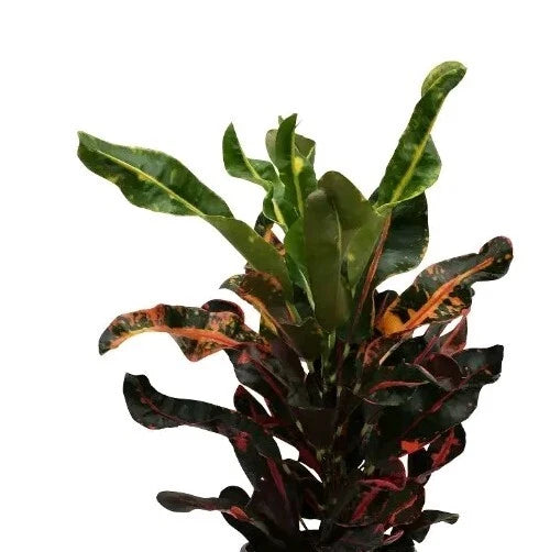 Croton Mamey Plant Cuttings 4"-6" with Extra Species Cuttings - Codiaeum variegatum