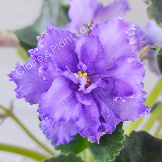 African Violet Leaf - LE-Cassiopeia Standard - Saintpaulia ionantha