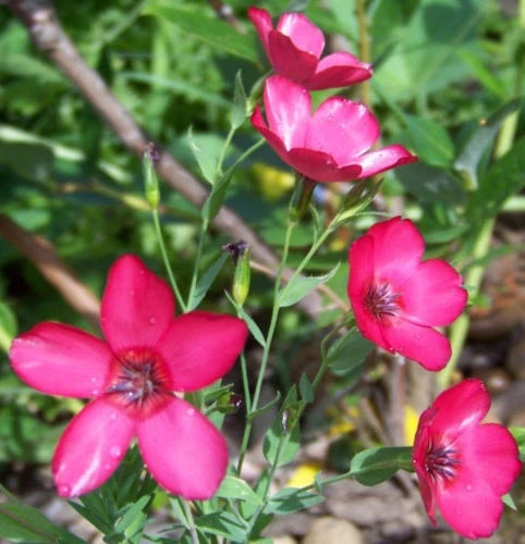 240 Seeds - Scarlet Flax, Drought Tolerant, Red Flower Seeds, Linum usitatissimum - GroCo USA, Buy 15, Ships Free