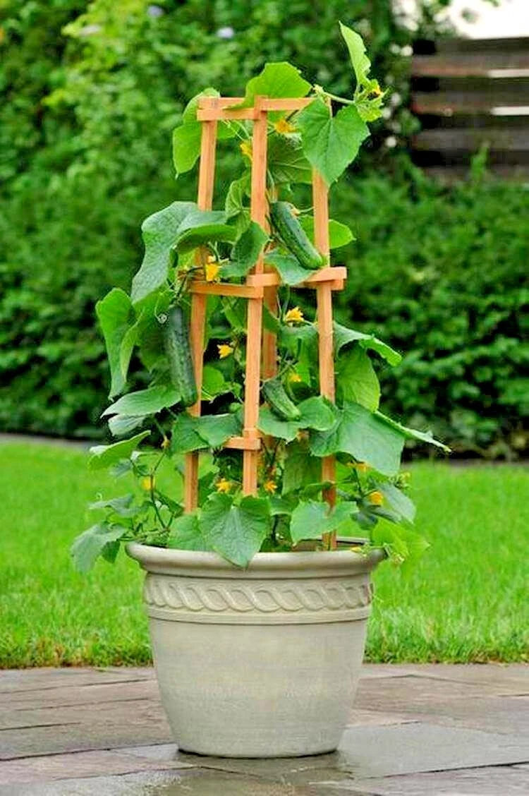 Bush Cucumber Seeds - 36+ Spacemaster Variety for Patio Containers & Hanging Baskets - Cucumis sativus