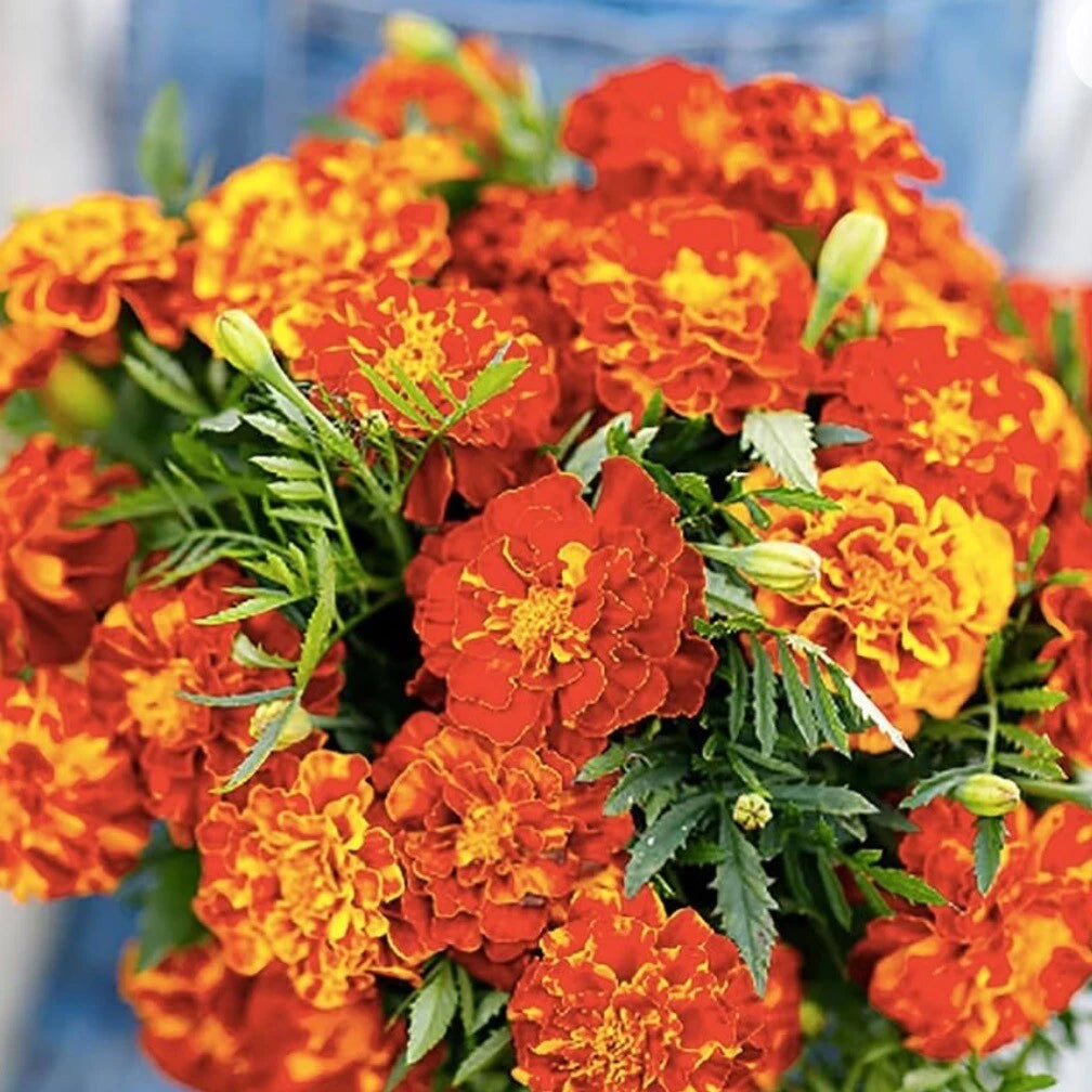French Marigold Seeds Sparky Mix - 150+ Heirloom Non-GMO Seeds - Tagetes patula - Free Shipping USA