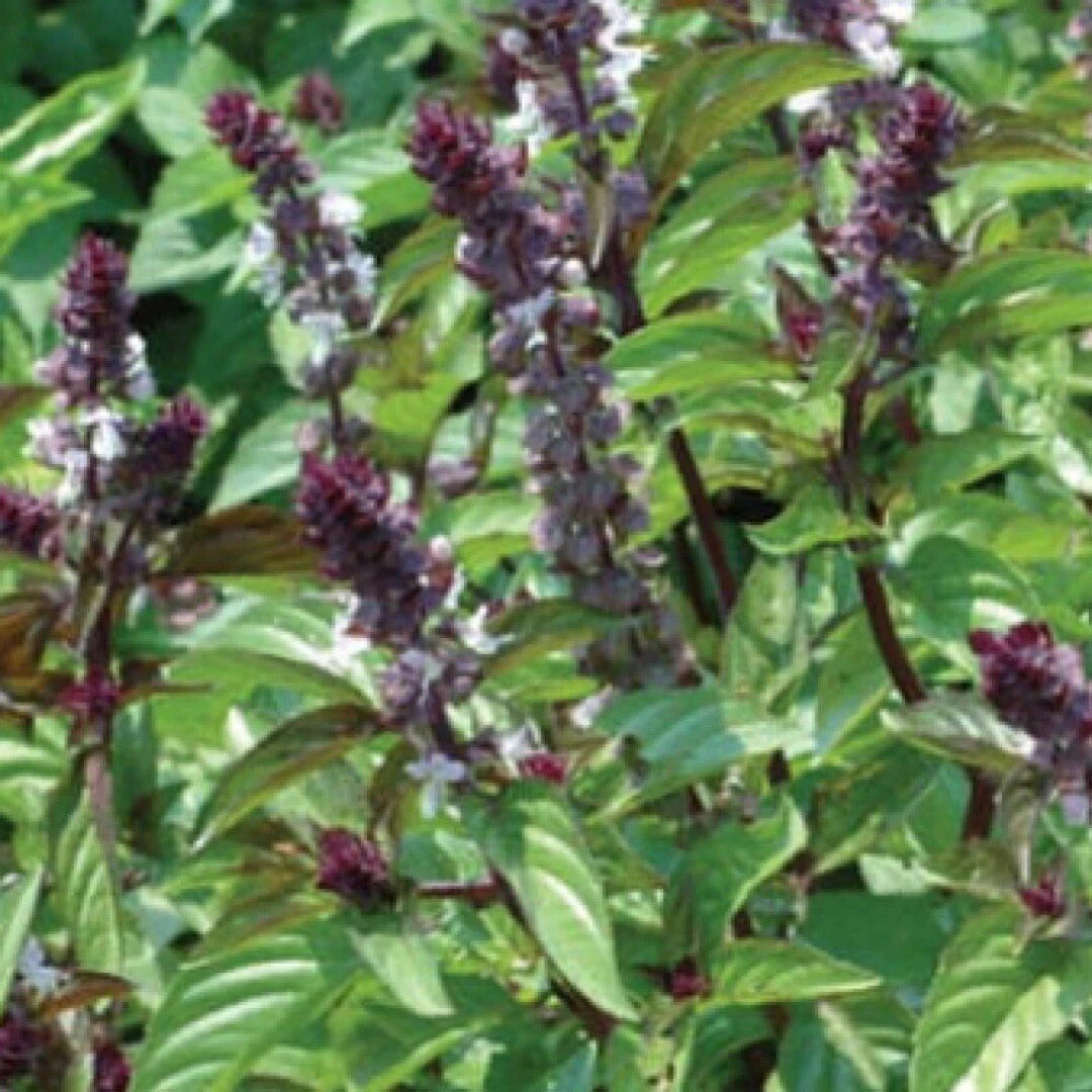 Basil Seeds 500+ Heirloom Cinnamon Ocimum basilicum - Non-GMO, Organic, FREE SHIPPING USA