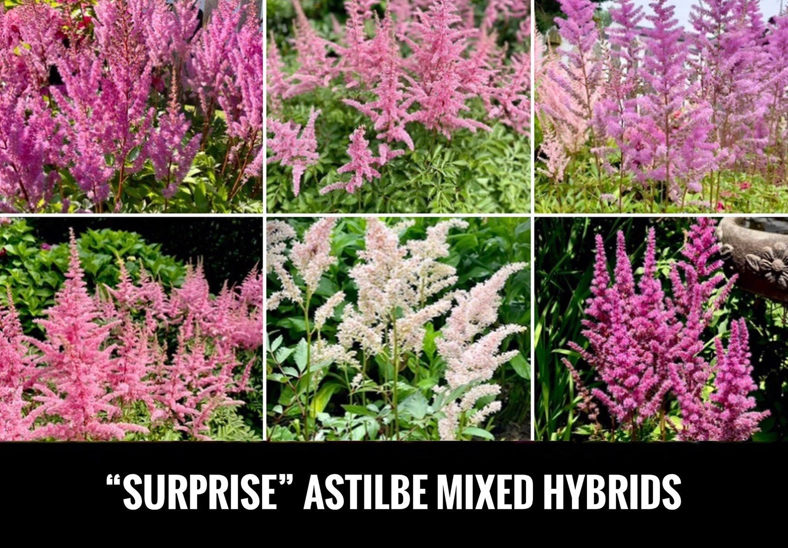 Astilbe Bare Root Starter Plants - 4” Surprise! Shade Perennial - Astilbe spp. - USA