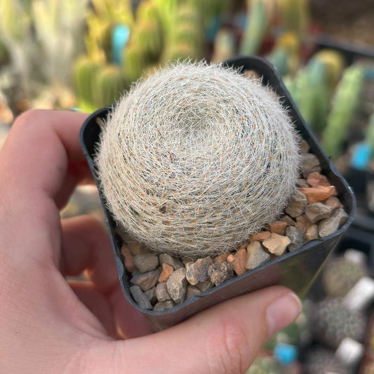 Mammillaria lenta Cactus - Live Rooted Succulent Plant - Easy Care Indoor/Outdoor Houseplant
