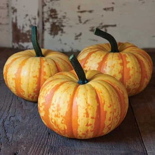 Blaze Mini Pumpkin Seeds - 10 Pack - Colorful Fall Decor - Cucurbita pepo