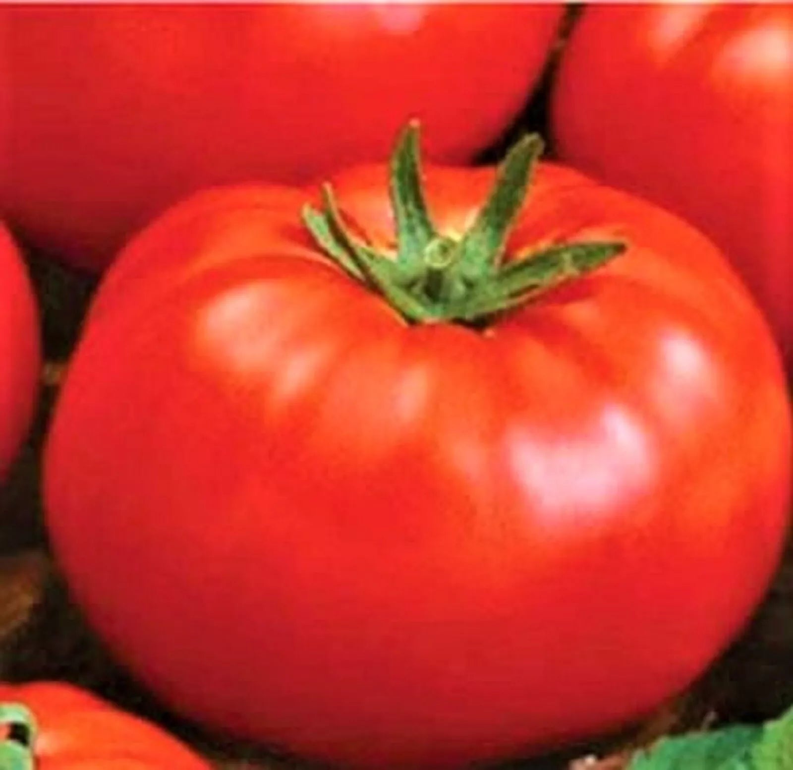Ace 55 Tomato Seeds 200+ Seeds Non-GMO Heirloom Variety Solanum lycopersicum