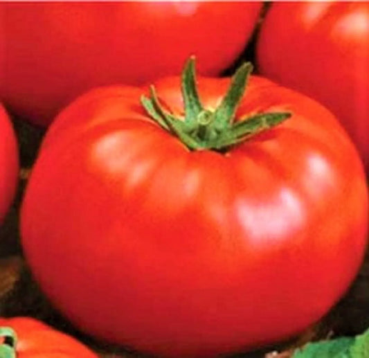 Ace 55 Tomato Seeds 200+ Seeds Non-GMO Heirloom Variety Solanum lycopersicum