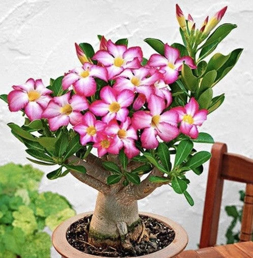 Mixed Color Desert Rose Seeds | 5 Seeds | Adenium Obesum | USA Grown