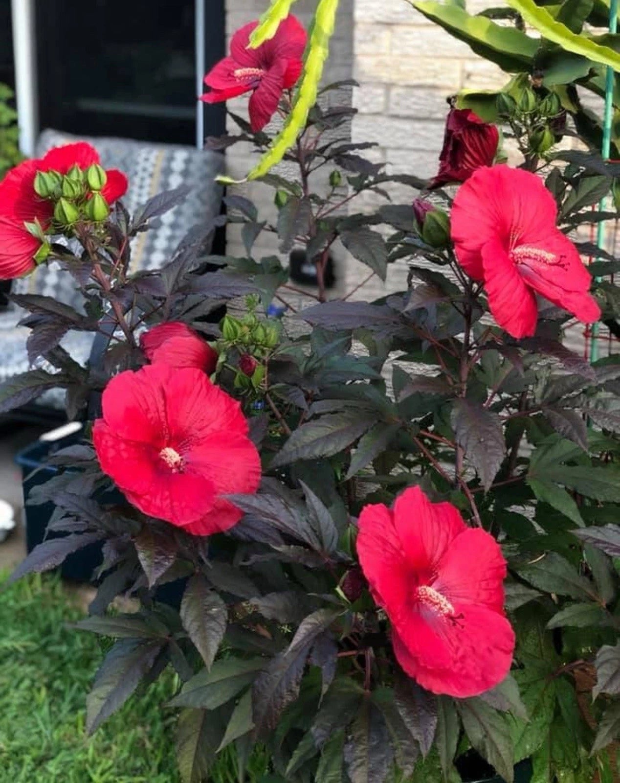 Mimi Hibiscus Plant - Small Rooted Starter - Huge 6-8” Blooms - Hibiscus moscheutos