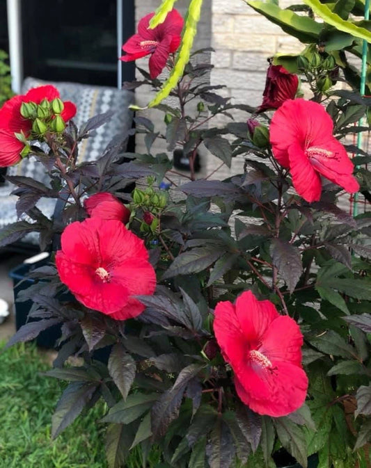 Mimi Hibiscus Plant - Small Rooted Starter - Huge 6-8” Blooms - Hibiscus moscheutos