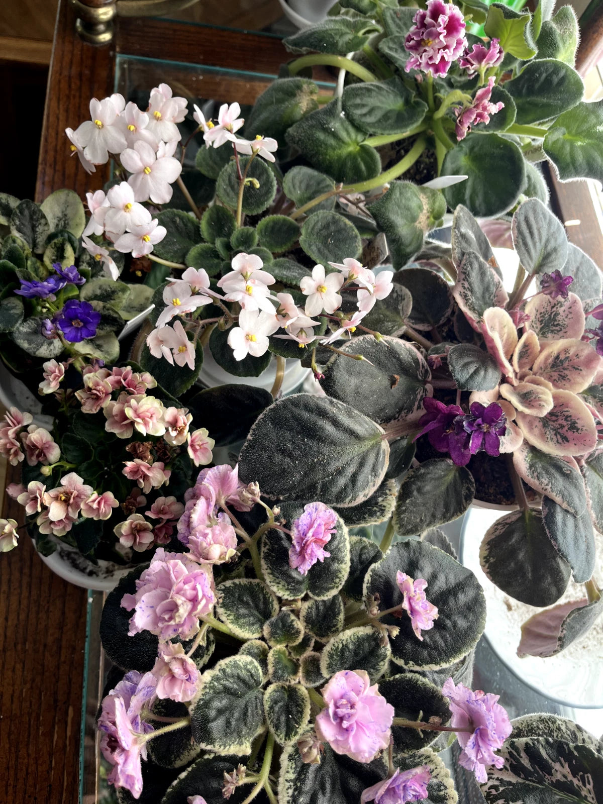 African Violet Leaves - Variegated, Mini, Trailer Double - Saintpaulia species