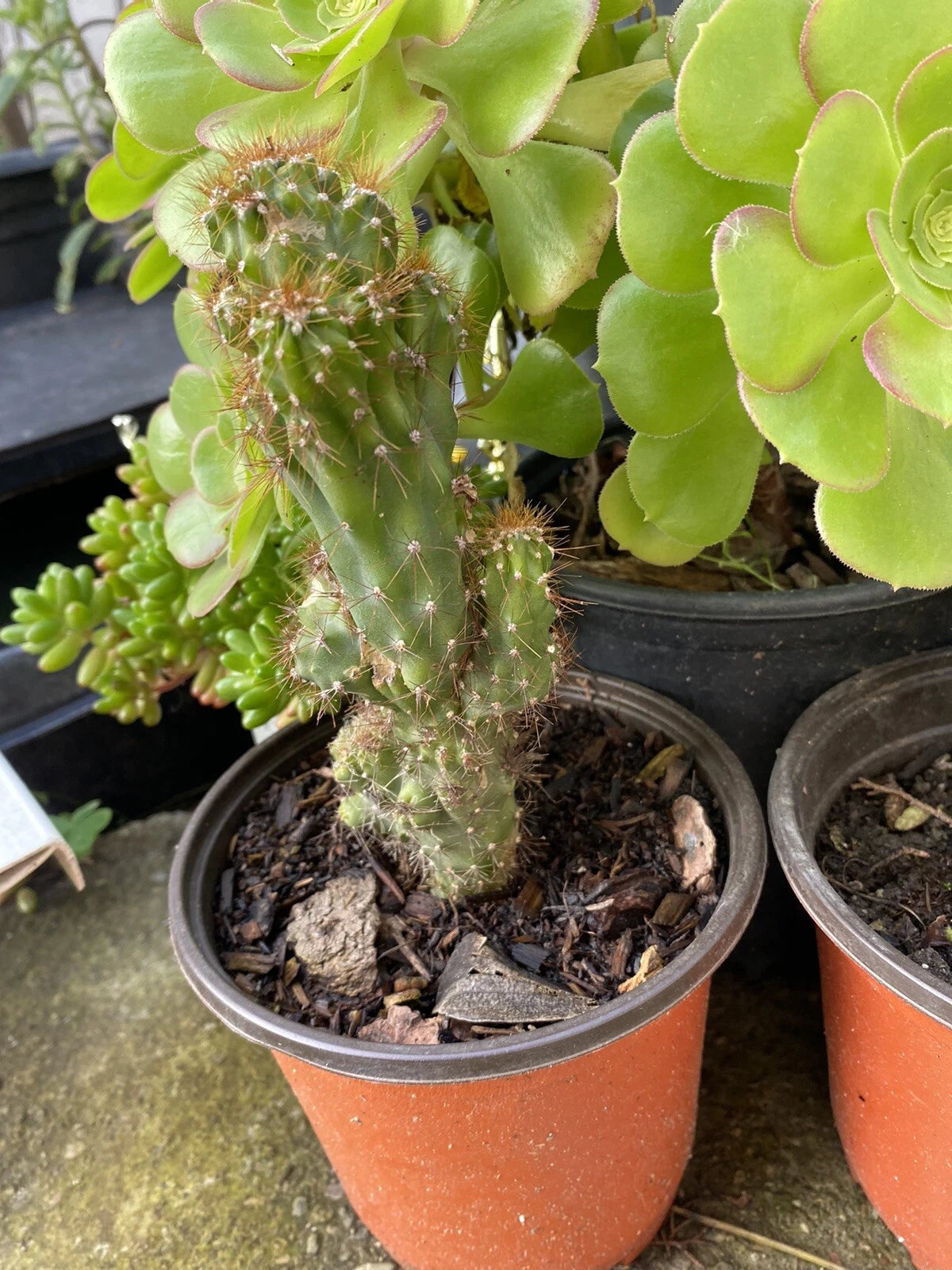 Cereus Monstrosus Rooted Cutting - Hardy Cactus - No Pot or Soil - Unique Succulent Plant