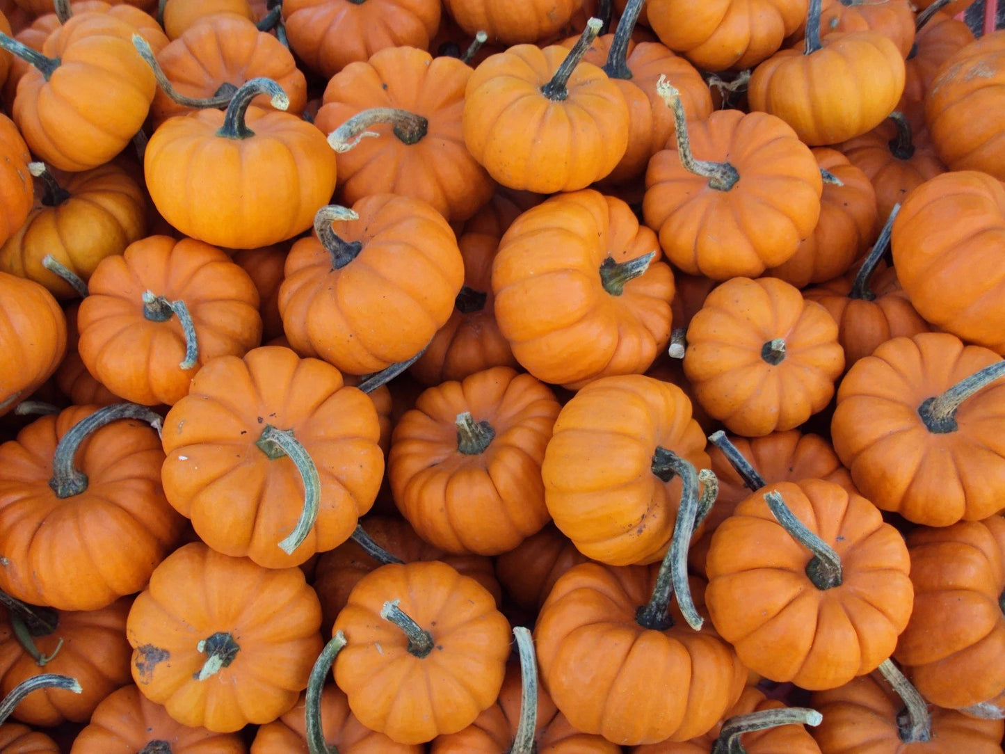 Jack Be Little Pumpkin Seeds - Fresh Seed for Planting - Cucurbita pepo - Ideal for Miniature Pumpkins
