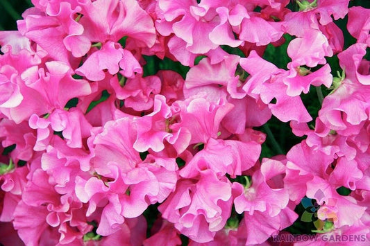 Milly Sweet Pea Seeds - 50+ Pack - Garden Planting - Lathyrus odoratus - USA