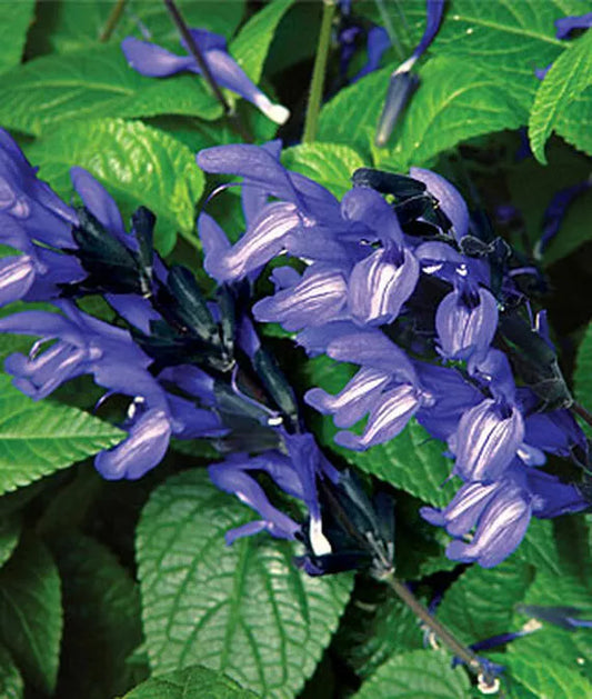 Black and Blue Salvia Seeds - 50 Perennial Flower Seeds for Hummingbirds - Salvia guaranitica