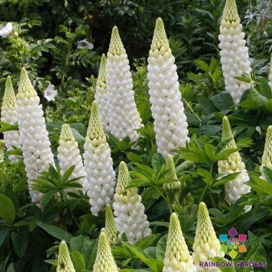 25+ White Lupine Seeds for Garden Planting - Lupinus albus - USA Grown, Bulk Seed Pack