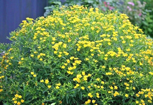 Great St. John's Wort Seeds - 501+ Seeds - Native Wildflower Shrub - Perennial Herb - Medicinal (Hypericum perforatum)