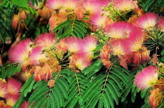 Mimosa Silk Tree Seeds, 50 Count, Fast Growing, Hardy, Showy Flowers, Fragrant, Albizia julibrissin